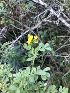 Image de Coronilla valentina subsp. glauca (L.) Batt.