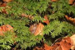 Image of hylocomium feather moss