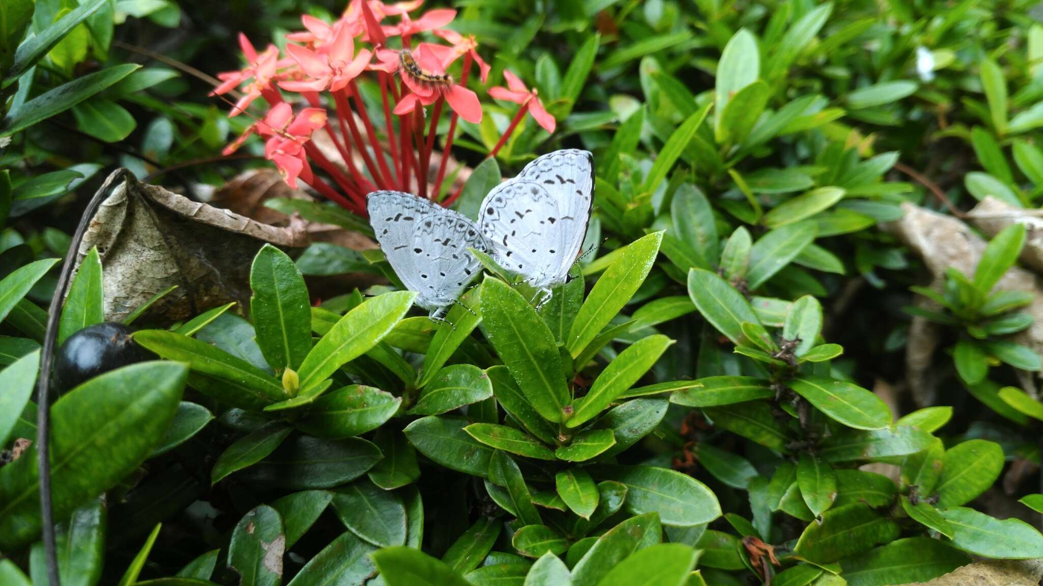Image of Acytolepis puspa myla (Fruhstorfer 1909)
