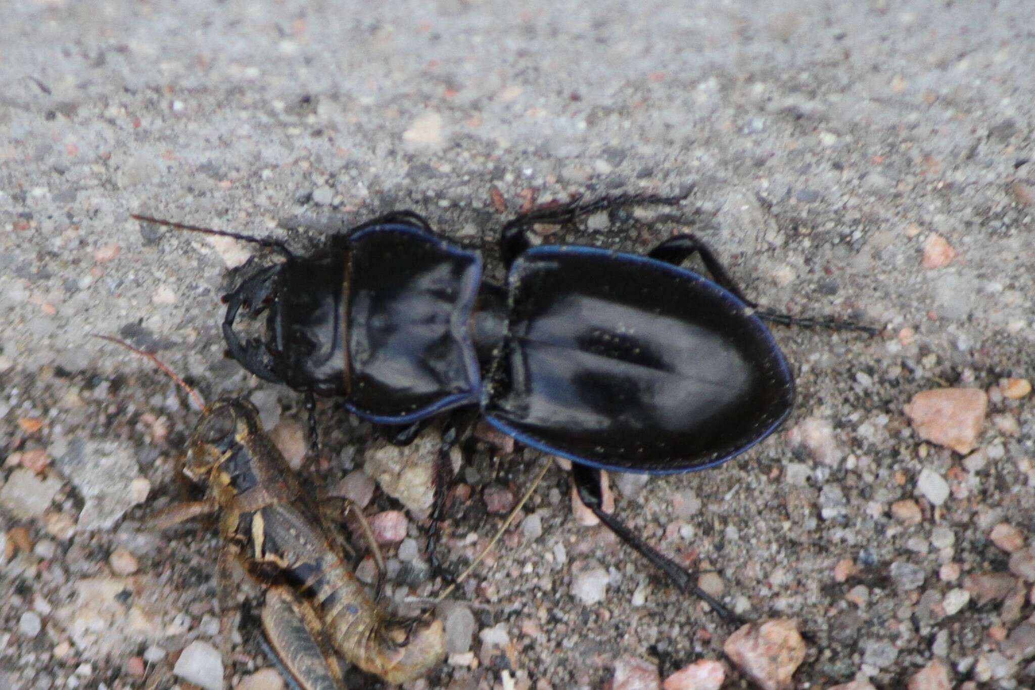 Image of Pasimachus (Pasimachus) elongatus Le Conte 1846