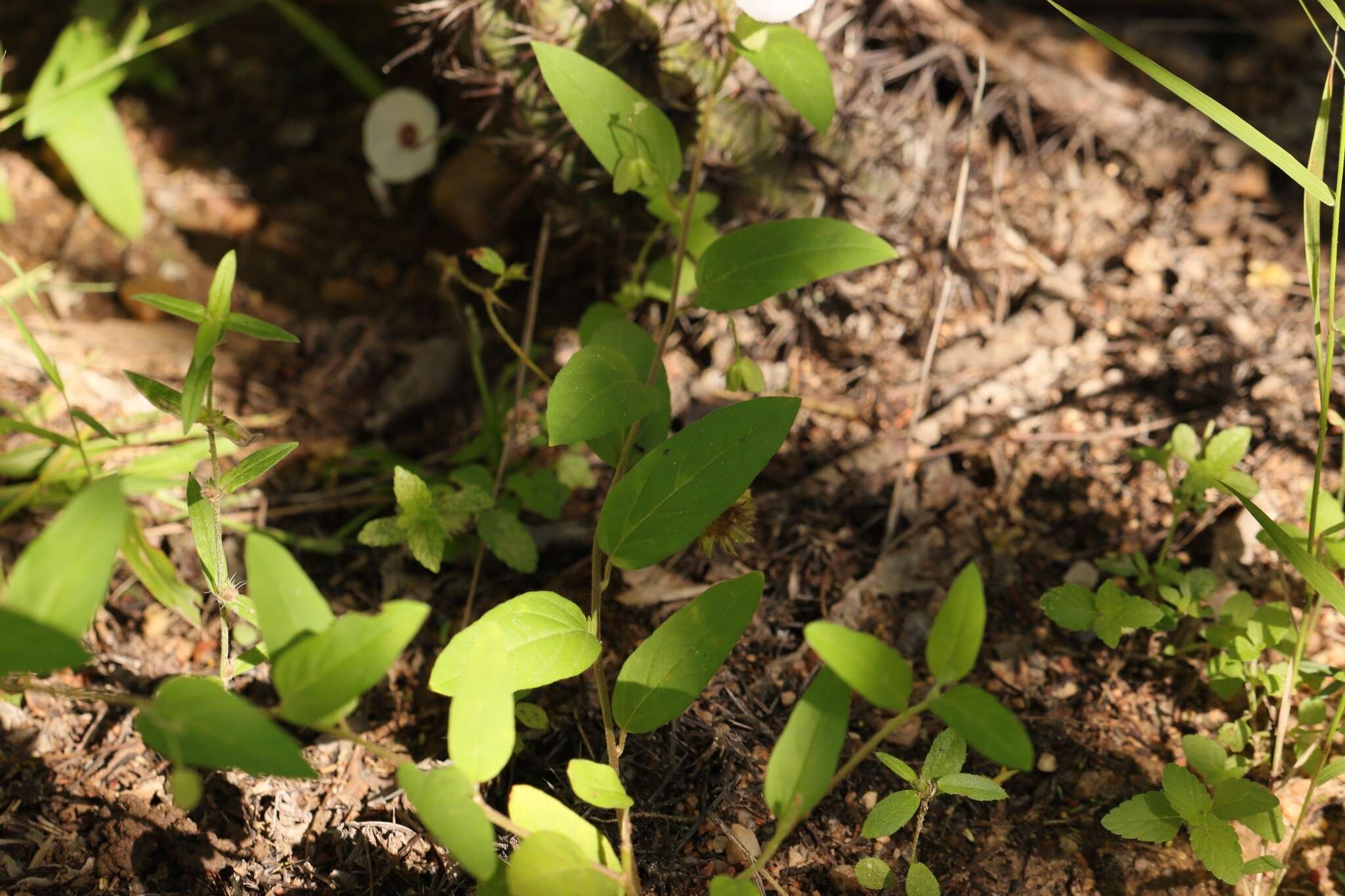 Image of Jacquemontia gracillima (Choisy) Hall. fil.