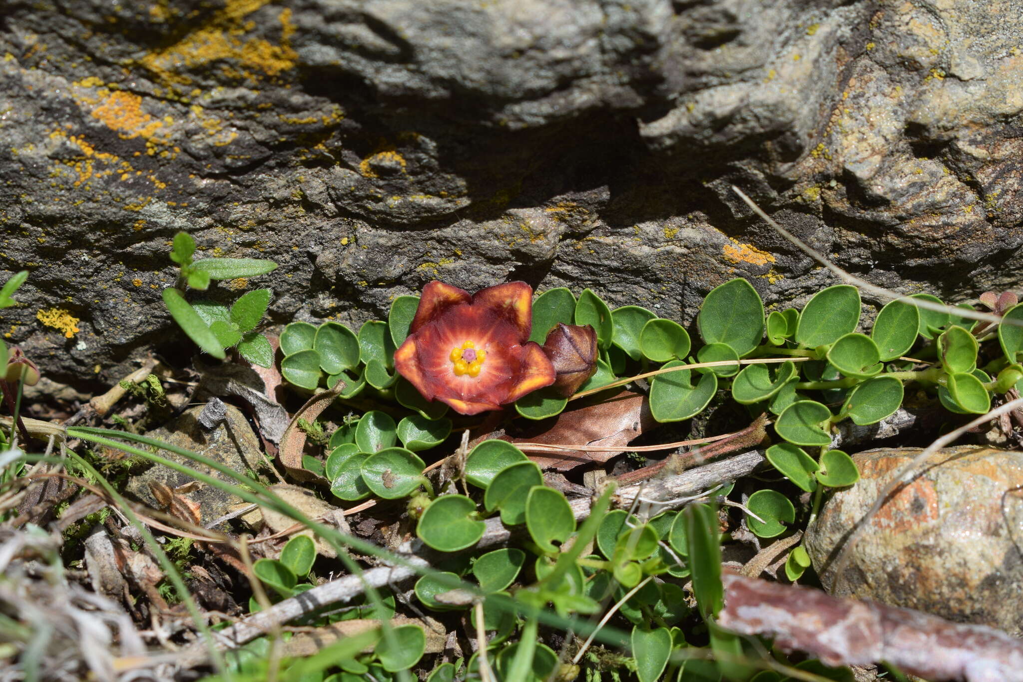 Philibertia lysimachioides (Wedd.) T. Meyer resmi