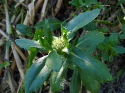 Image of swampwort