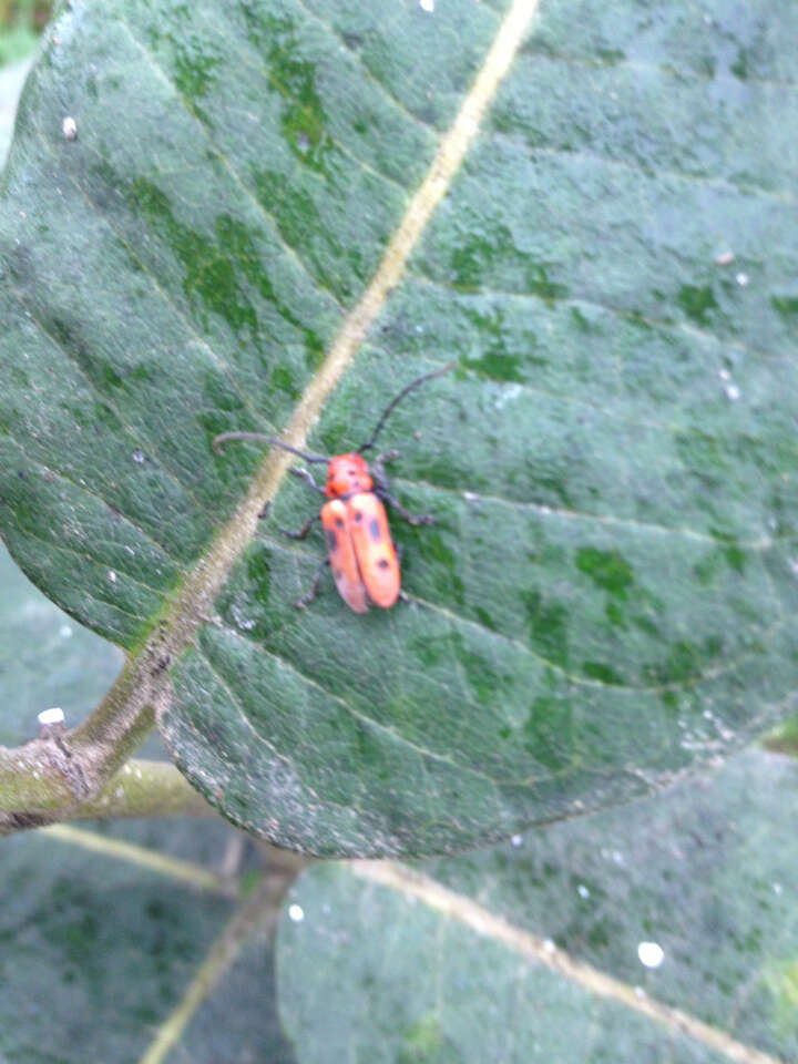 Image of Red Milkweed Beetle