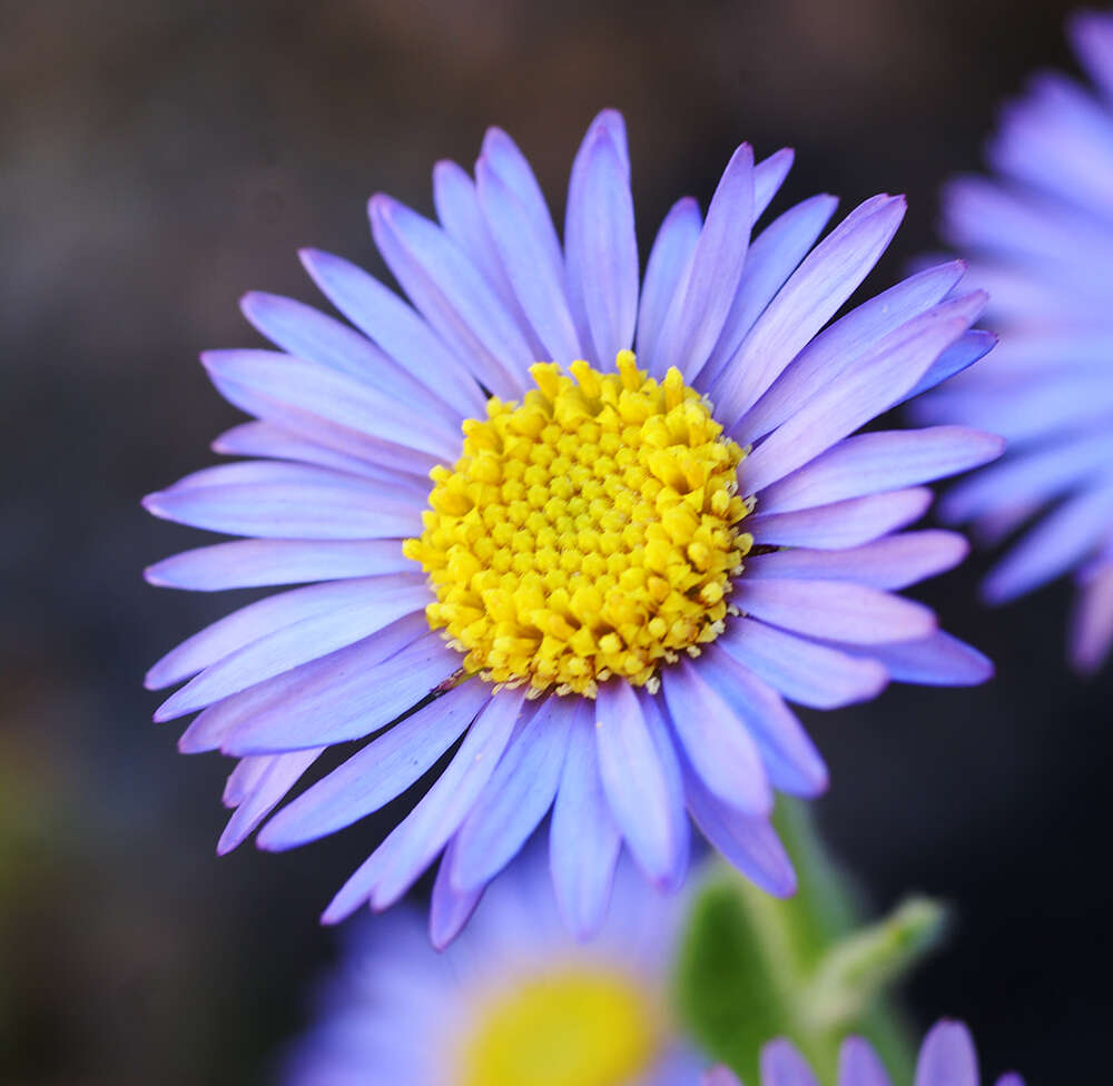 Imagem de Aster spathulifolius Maxim.