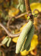 Image of Cobnut