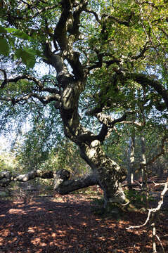 Image of Fagus sylvatica var. suentelensis