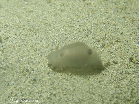 Image of Hallaxa michaeli Gosliner & S. Johnson 1994