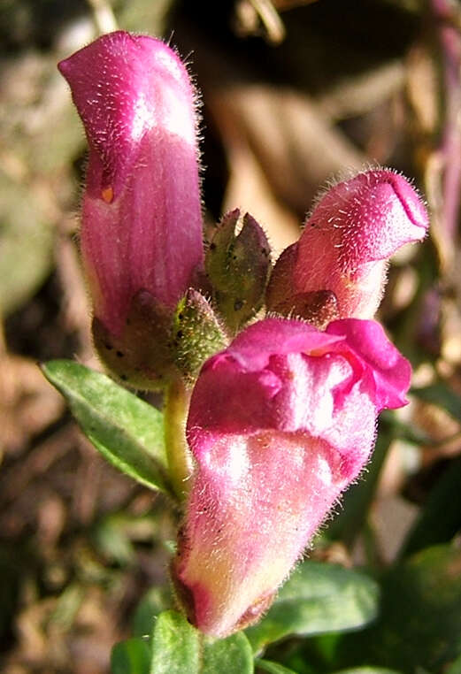 Image of garden snapdragon