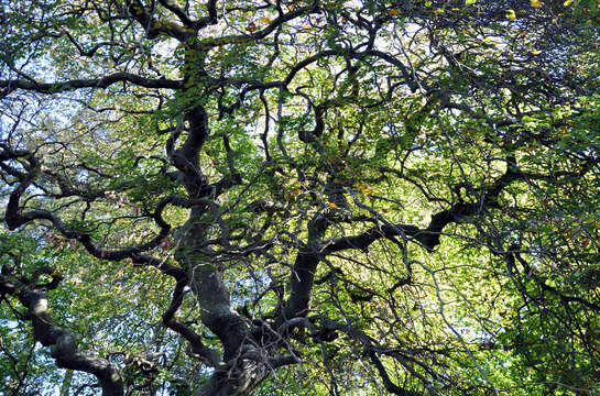 Image of Fagus sylvatica var. suentelensis