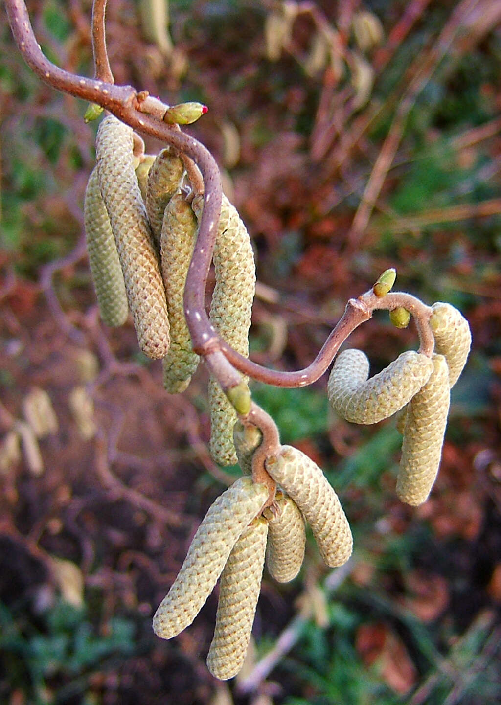 Image of Cobnut