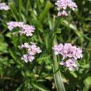 Слика од Achillea obscura Nees