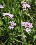 Image of Achillea obscura Nees