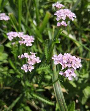 Image de Achillea obscura Nees