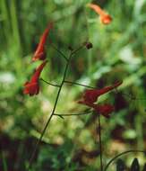 Image of red larkspur