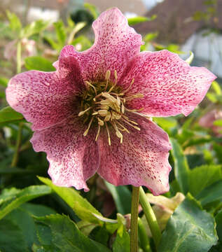 Image of Hellebore