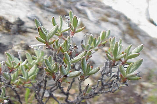 Imagem de Eriogonum butterworthianum Howell