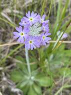 Plancia ëd Primula incana M. E. Jones