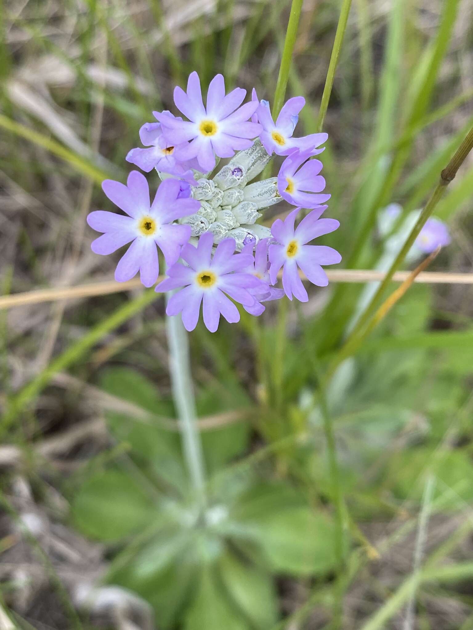 Plancia ëd Primula incana M. E. Jones