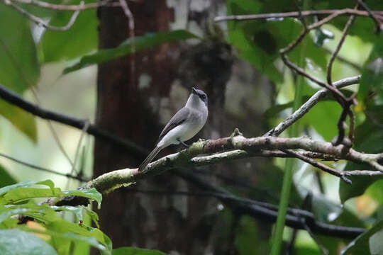 Image of Biak Black Flycatcher