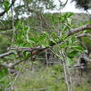 Image of Searsia longispina (Eckl. & Zeyh.) Moffett