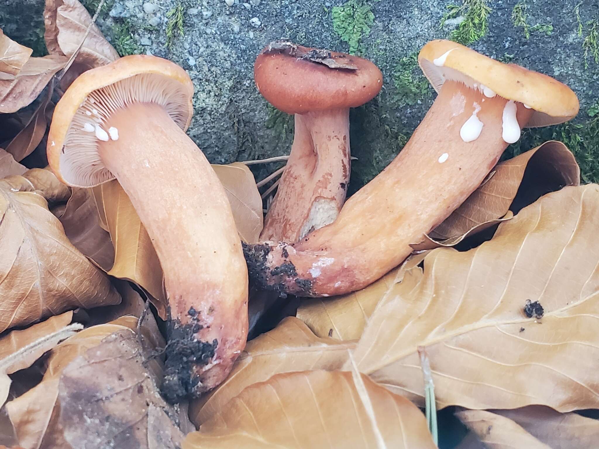 Imagem de Lactarius fulvissimus Romagn. 1954