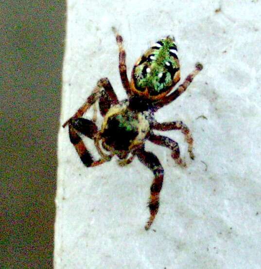 Image of Golden jumping spider