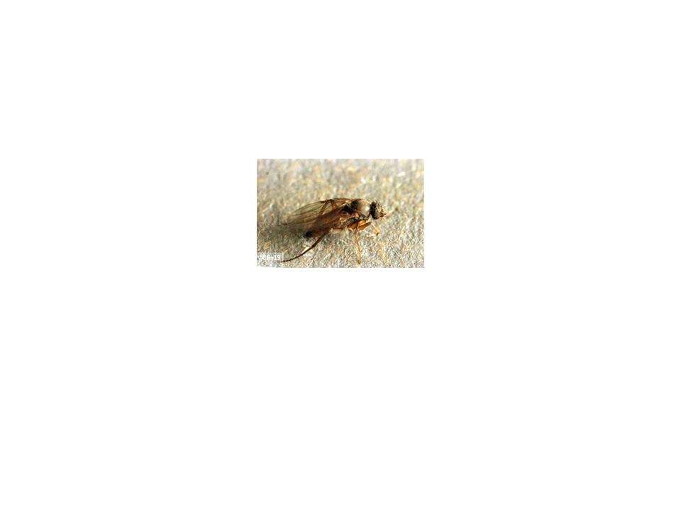 Image of scuttle flies