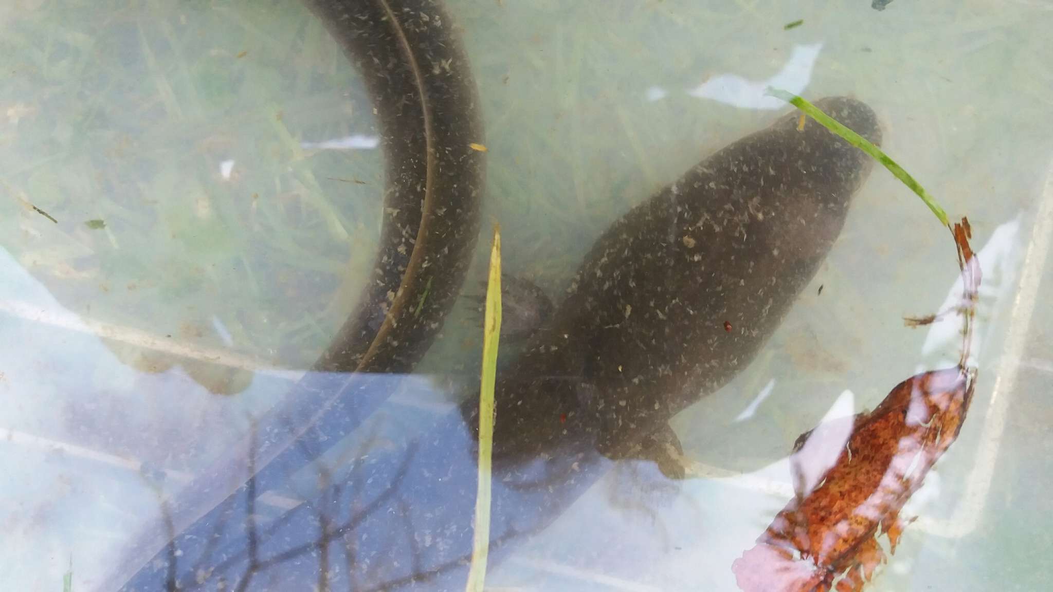 Image of short-finned eel