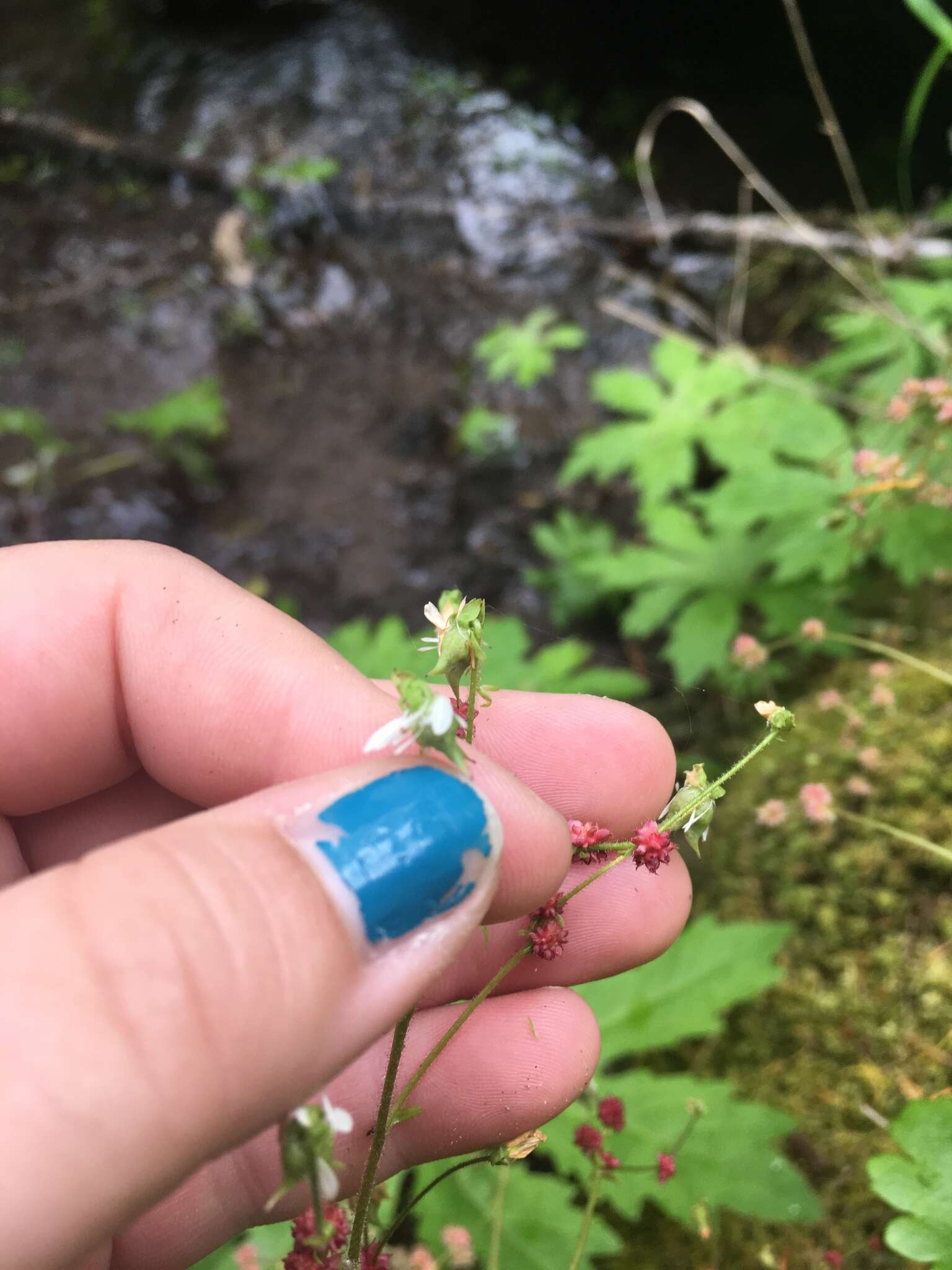 Image of wood saxifrage