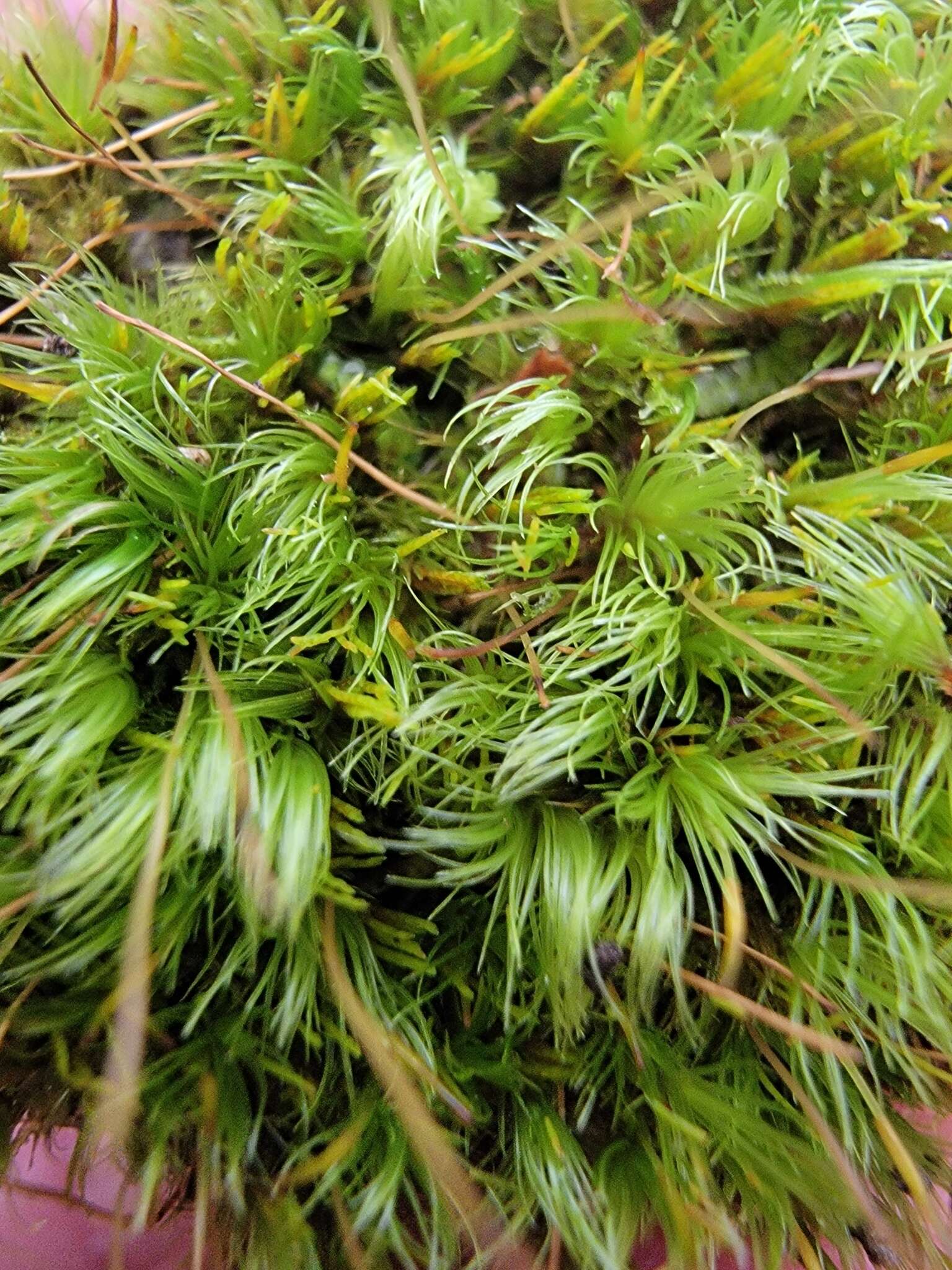 Image of Whip Broom Moss