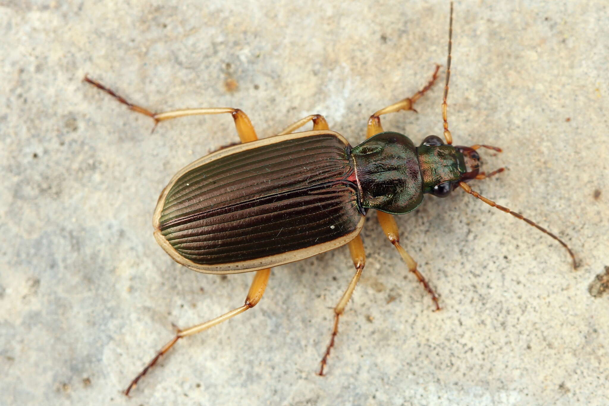 Sivun Chlaenius (Chlaenites) spoliatus (P. Rossi 1792) kuva