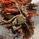 Image of tuberculate pear crab