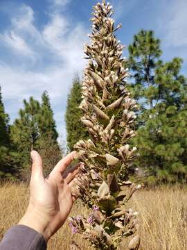 Sivun Acourtia moschata (La Llave & Lex.) DC. kuva