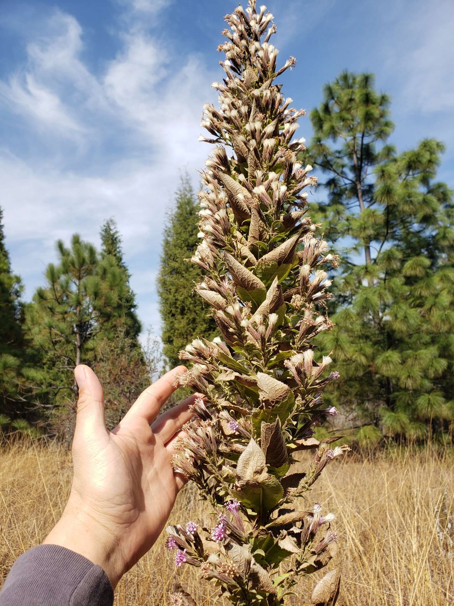 Image of Acourtia moschata (La Llave & Lex.) DC.