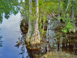 Image of Pond-Cypress