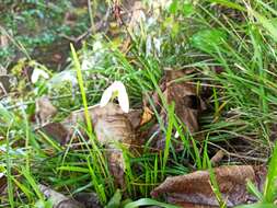 Image of Galanthus reginae-olgae Orph.