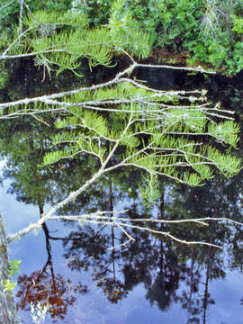 Image of Pond-Cypress