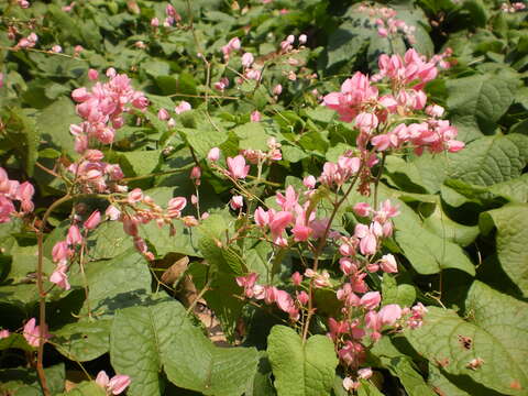 Image of antigonon