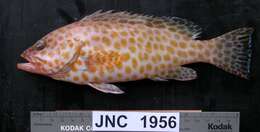 Epinephelus areolatus (Forsskål 1775) resmi