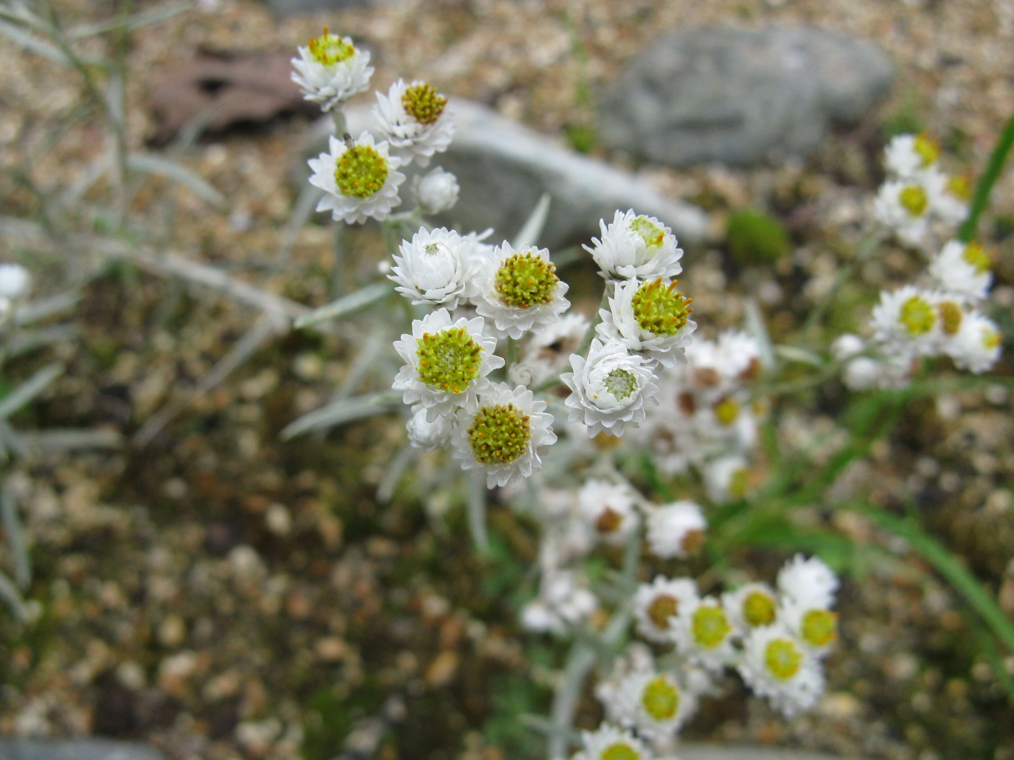 Imagem de Anaphalis margaritacea (L.) Benth.