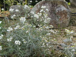 Imagem de Anaphalis margaritacea (L.) Benth.