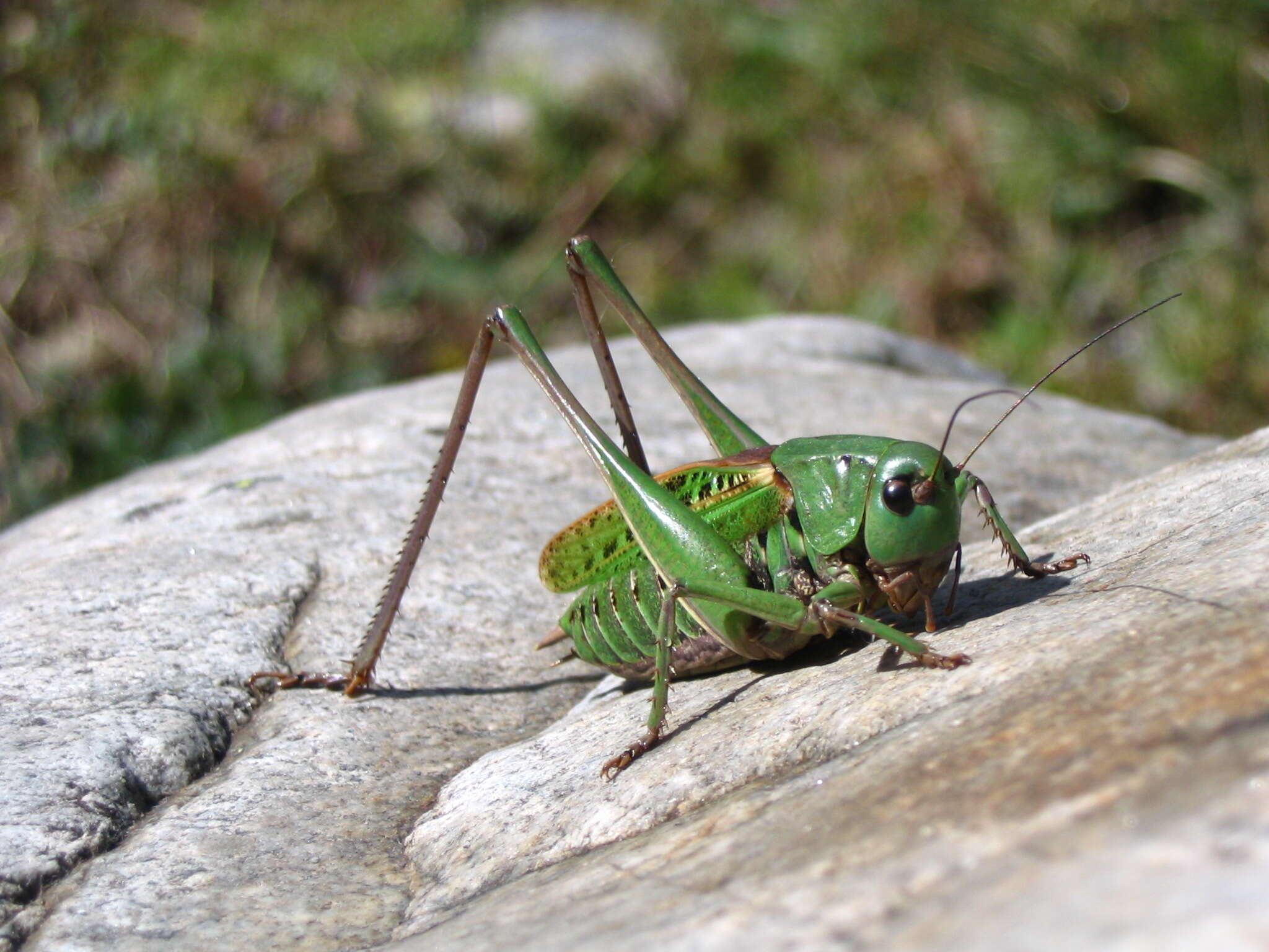 Image of Wart-biter cricket