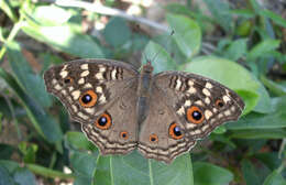 Image of Junonia lemonias Linnaeus 1758