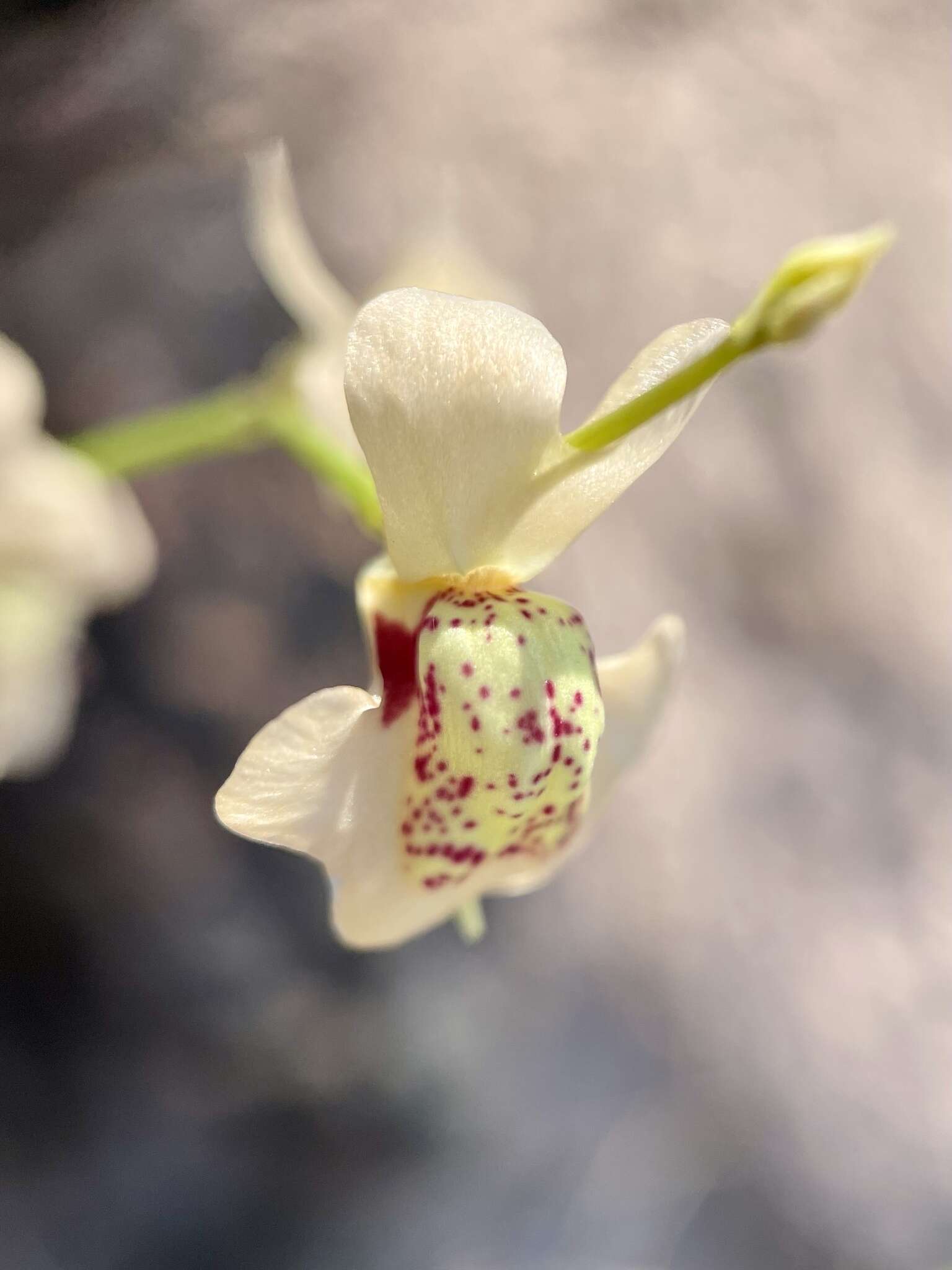 Sivun Utricularia fulva F. Muell. kuva