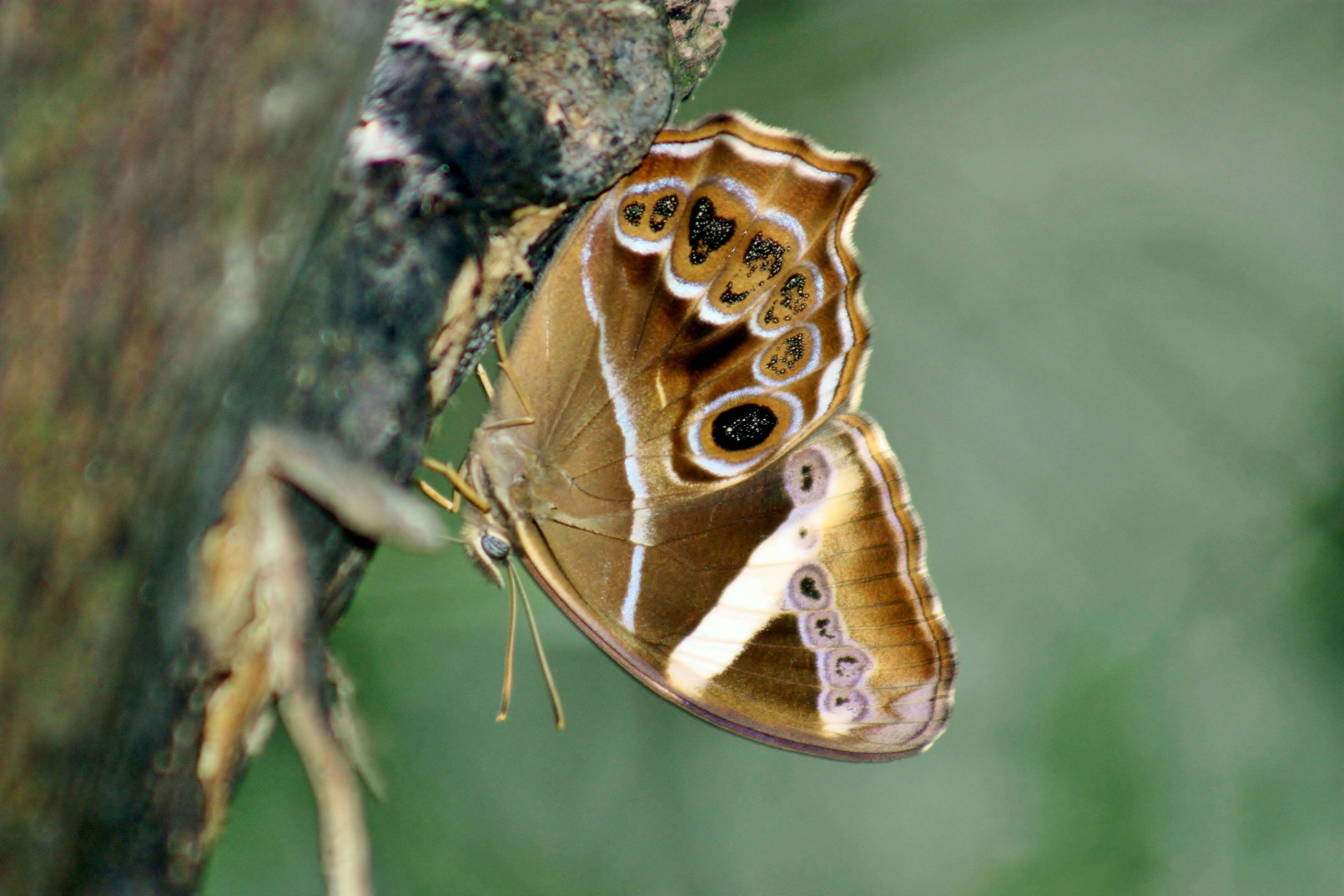 Image of Bamboo Tree Brown