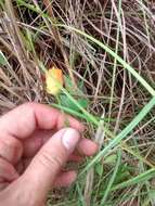 Sivun Polygala lutea L. kuva