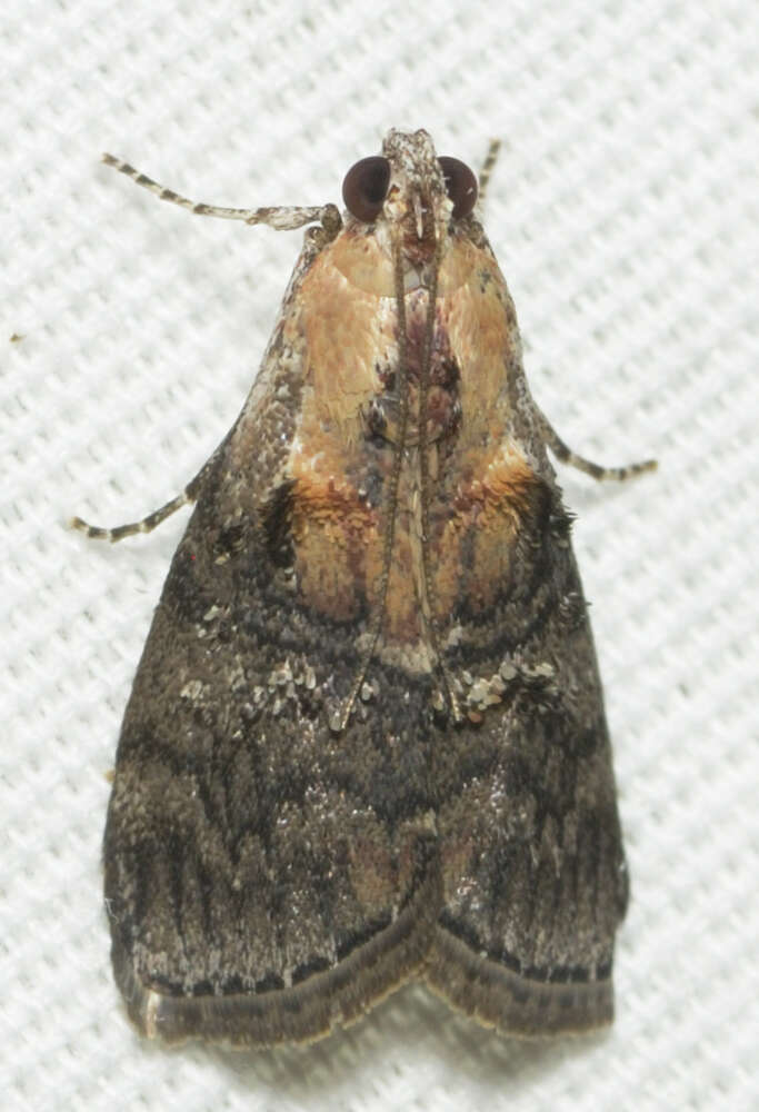 Image of Double-humped Pococera Moth