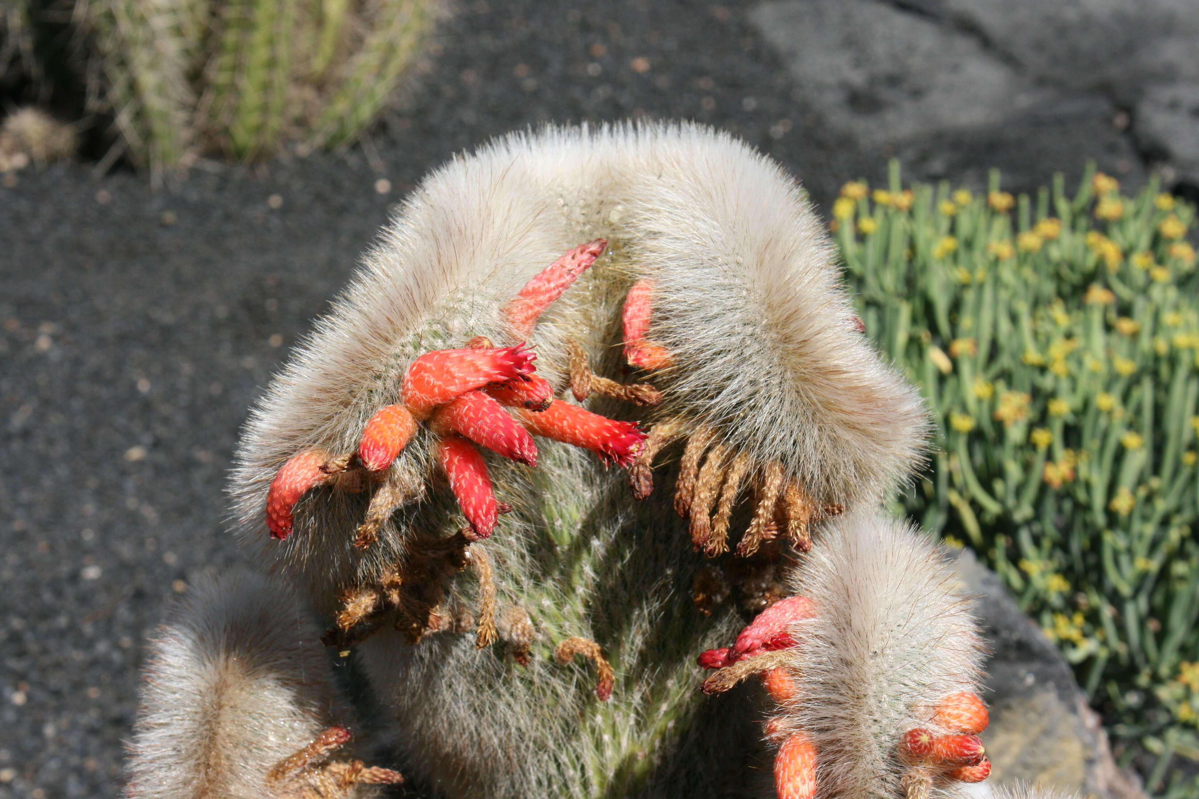 Image of Cleistocactus hyalacanthus (K. Schum.) Rol.-Goss.