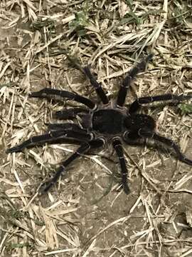 Image of Puerto Rican Brown Tarantula